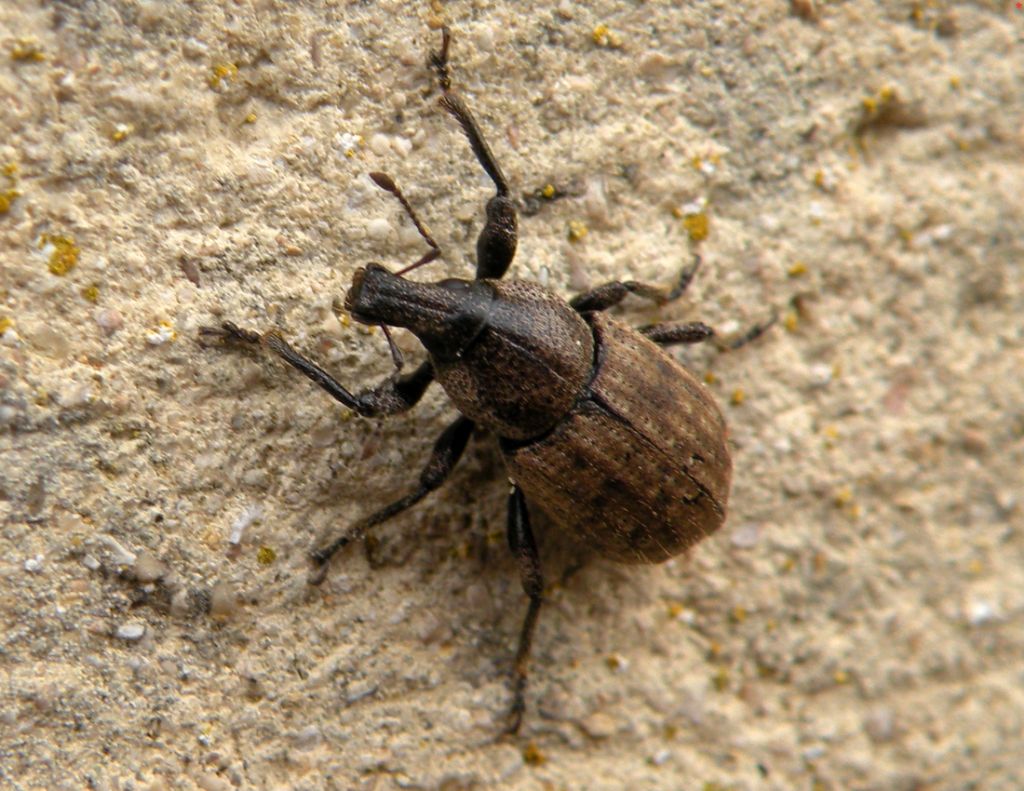 Dall''Inghilterra... per gli esperti di Curculionidae